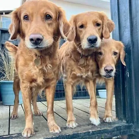 Vakantiehuis 8817-hvide-sande-magevej-2 *