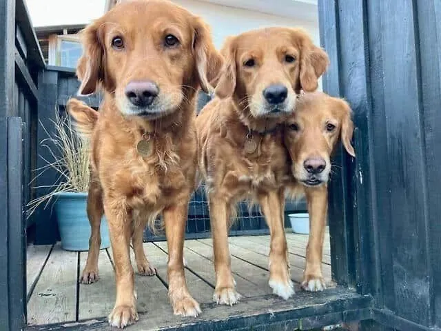 Semesterbostad 8817-hvide-sande-magevej-2 *